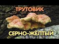 Дядя Фёдор собирает трутовик серно - жёлтый. Необычный гриб в труднопроходимом лесу.