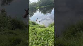 Dog's Playful Ball Chase Ends With a Jump into the River