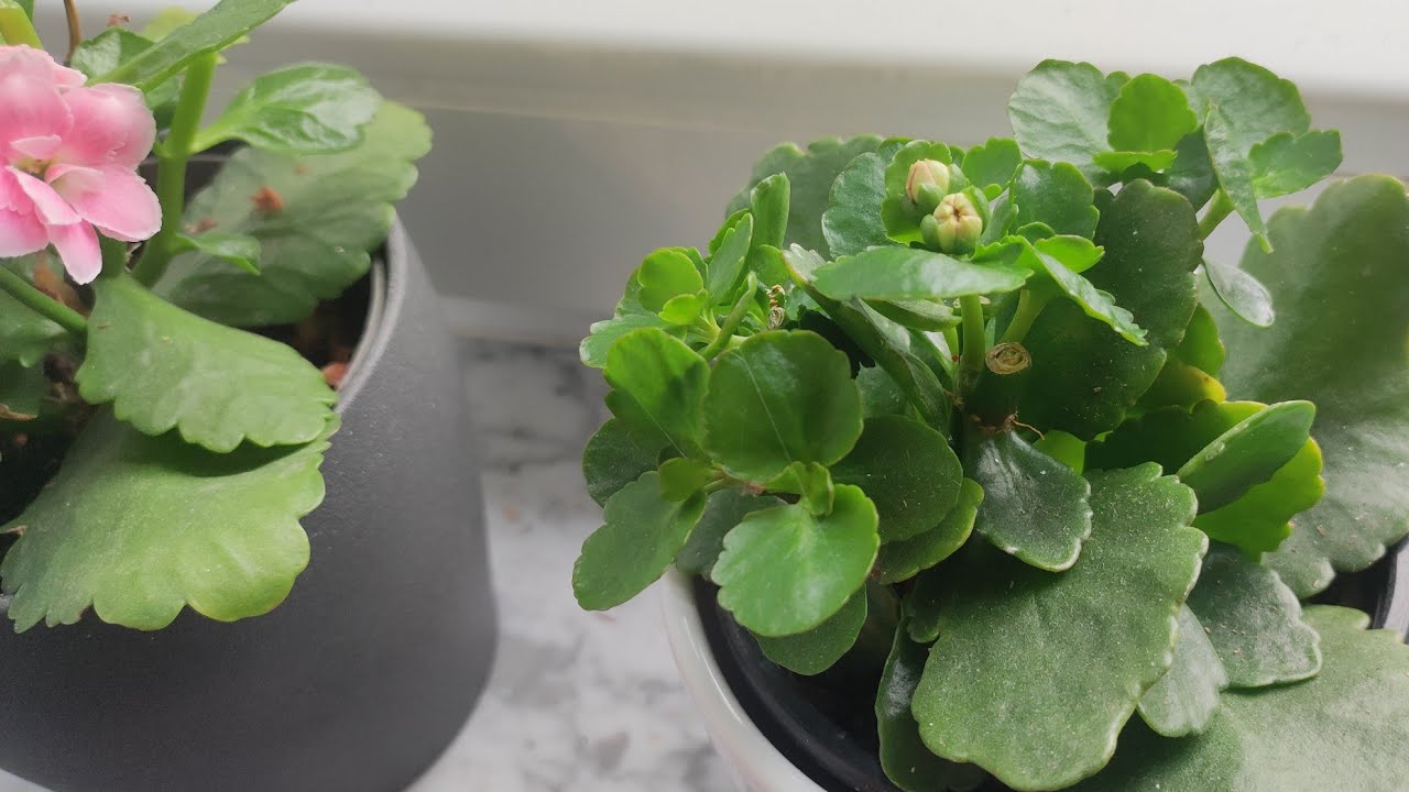 Как обрезать каланхоэ, чтобы снова зацвело летом?