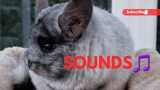 Chinchilla sounds compilation, sounds you may have never heard before!