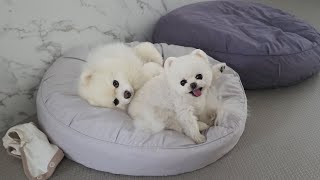 Download Lagu 강아지판 톰과 제리 MP3