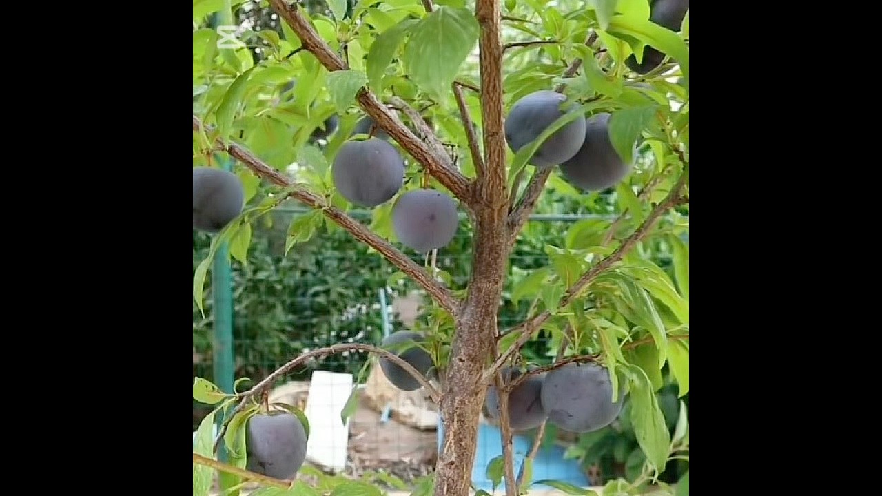 Panen buah Plum umur 1 tahun buahnya lebat banget 
