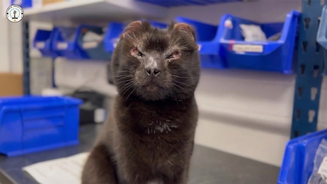 Все называли её «монстром», но она плакала от сожаления, когда ветеринар рассказал о её прошлом.