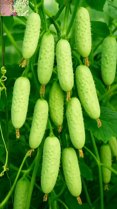 Most active garden of the year🥒🌿#garden#garden #organicfarming #freshly picked #asmr #harvesting