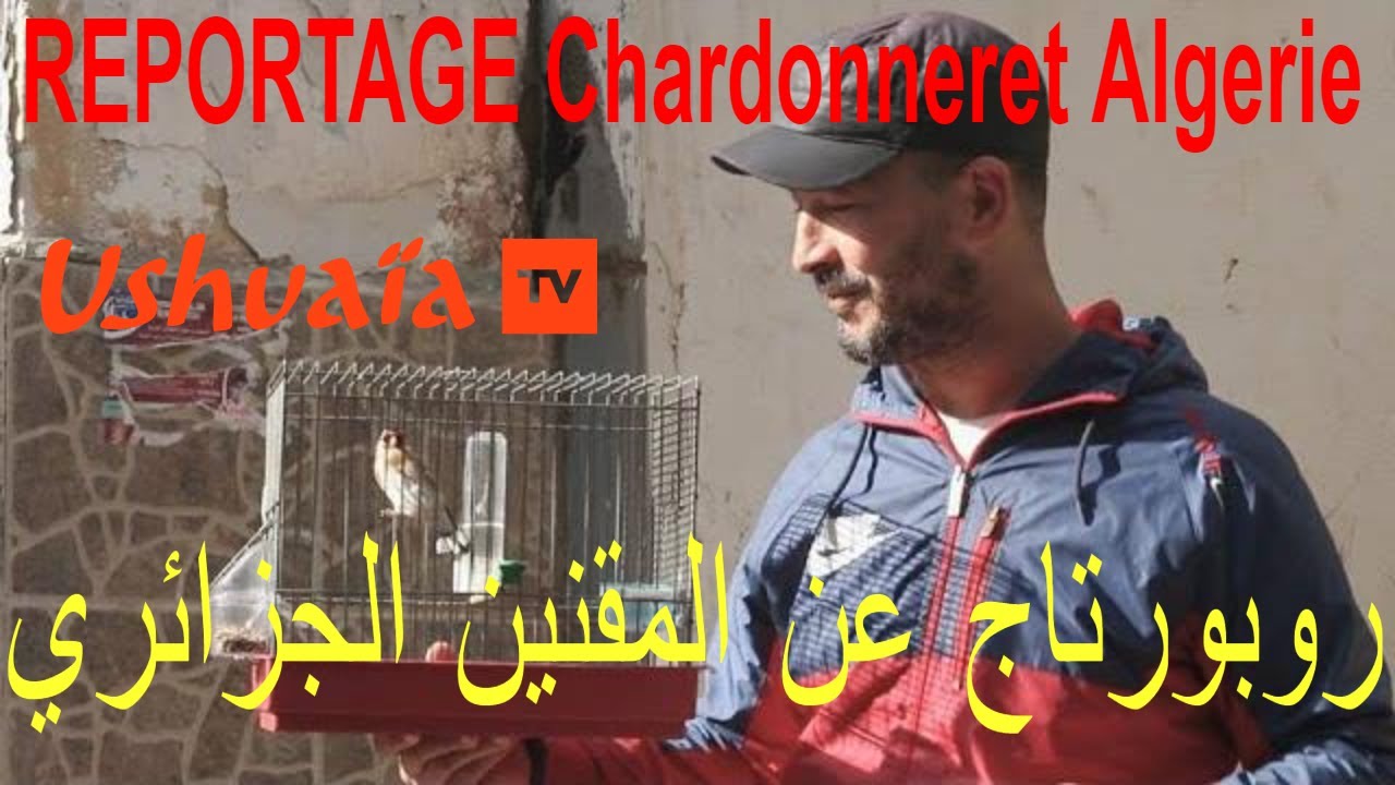 Reportage Chardonneret EL Meknin Algérie Ushuaïa TV.   روبورتاج عن المقنين الجزائري اوشوايا