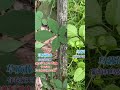 相似植物辨析:#绞股蓝 和#乌蔹莓 是不是很像? #葎草 也是五片叶吗?#植物科普#刺五加