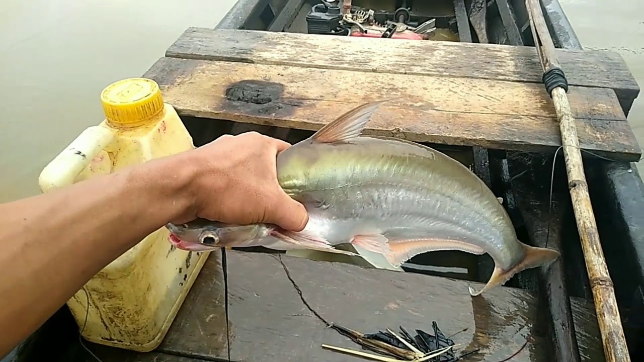 kok ikan patin vs juaro nya sperti ini ya😱😱😱😱