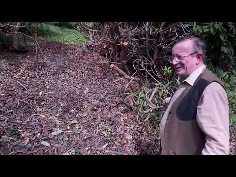 Pruning thuggish Rhododendron 'Cornish Red' just after flowering