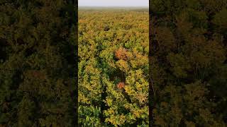 Modhupur: The Emerald Forest of Bangladesh মধুপুর: বাংলার সবুজ অরণ্য  #djiflip #nature #bangladesh