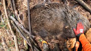 雄イノシシ100kg