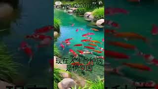 恩师卢军宏台长t精彩开示