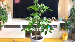 レモンの育て方　春のお手入れ・肥料・剪定