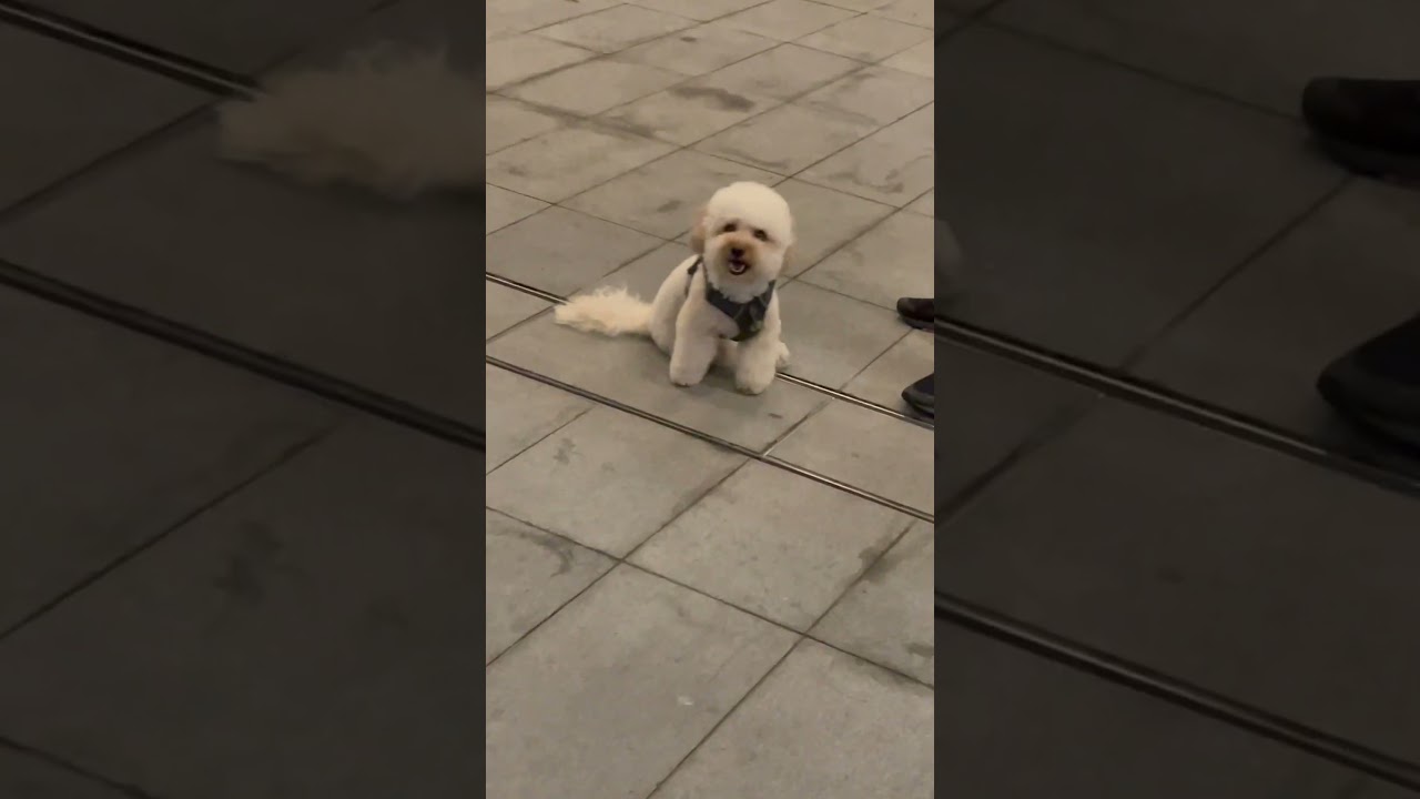 Happy international puppy day 🐕😝💗