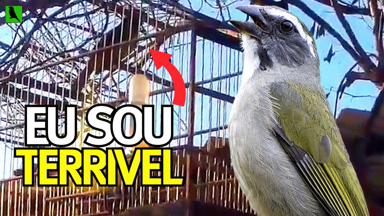 Canto De Trinca Ferro Eu Sou Terrível Trinca Ferro Canto Eu Sou Terrivel Esquente Seu Trinca Cantando Muito Youtube