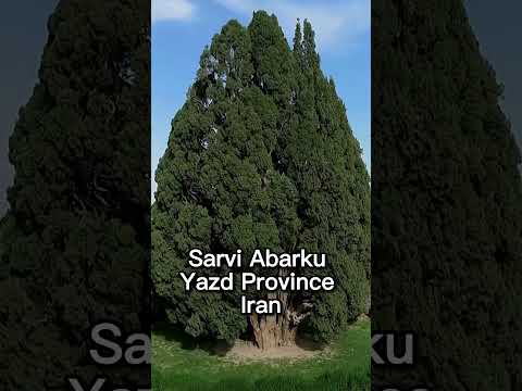 Ancient Giants: Top