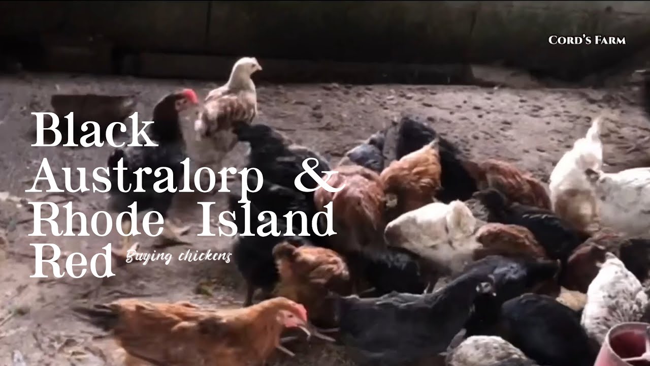 BLACK AUSTRALORP AND RHODE ISLAND RED/ BUYING CHICKENS