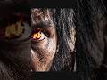 🔥 How did early humans discover fire? This cinematic short film recreates one ​ #LearnOnYouTube​