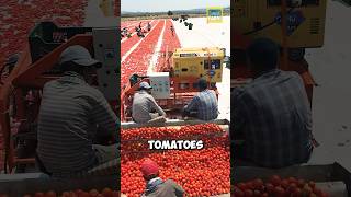 Download Lagu How do the Chinese preserve tomatoes? #tomato #shorts MP3