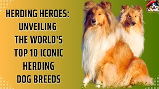 Masterful Movers: Unveiling the Top 10 Herding Dogs That Rule the World! by Fantastic animals 175 views 10 months ago 4 minutes, 52 seconds