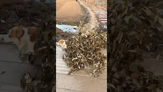 Guguk gamau ketipu tiga kali 🐕🤪 #shortsyoutube #dogshorts #pets  videos