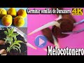 Germinar semillas de melocotonero(melocotón) / duraznero(durazno) - Forzar la germinación