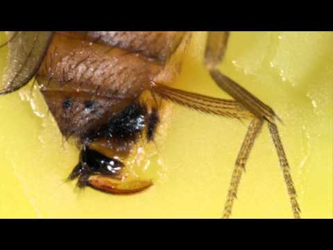 Video: What Is Spotted Winged Drosophila - Կանխարգելում Բծավոր Թևավոր Դրոզոֆիլան Այգիներում