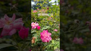 Chottasa🫶🏻#status #boss #flowerlove #gardenplants #gardeningtips #villagelife #sweetlife