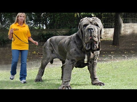 expensive dog breeds list