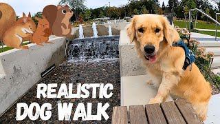 9 Reasons I can't Take my Golden Retriever in Public (realistic dog walk)