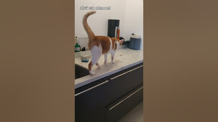 Cat training: how to make Fred jump #shorts
