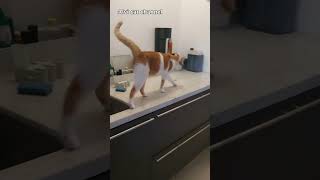 Cat training: how to make Fred jump #shorts