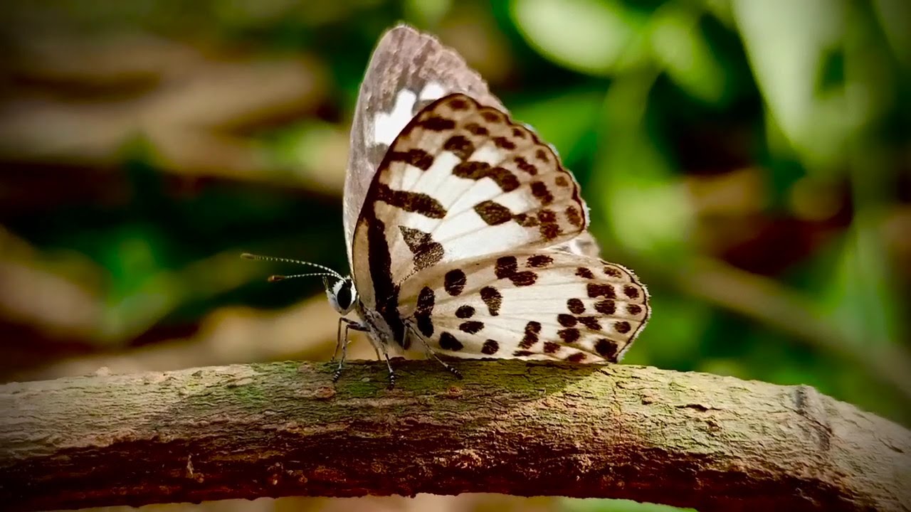 //"Butterflies🦋 are God's confetti, thrown upon the Earth🌍 in