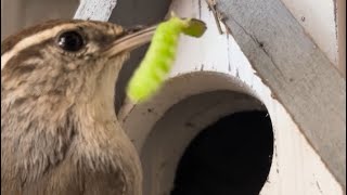 Bewick’s Wren family moved into my nest box!