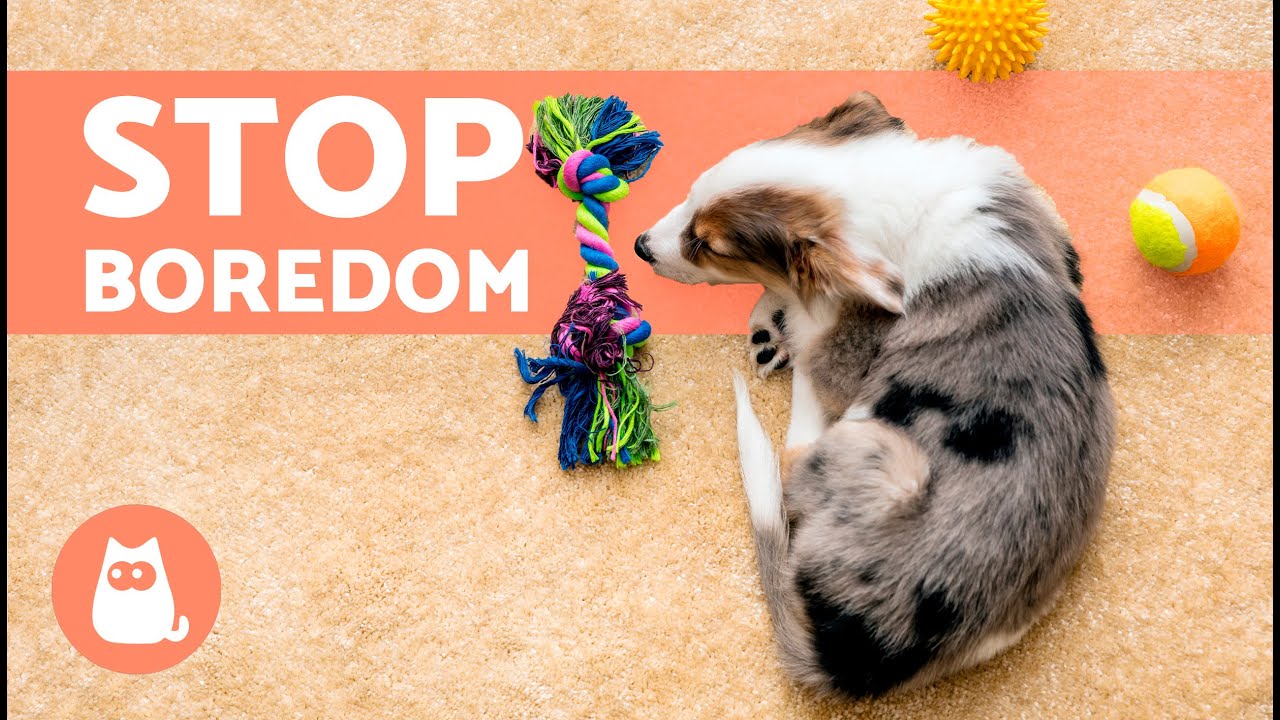 Dogs get bored! How to keep your pup busy and prevent dog boredom