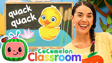 Count Animals and Sing 5 Little Ducks | Toddler Learning with Ms. Appleberry | CoComelon Classroom