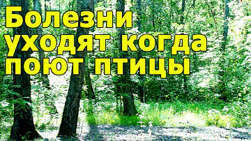БОЛЕЗНИ УХОДЯТ КОГДА ПОЮТ ПТИЦЫ