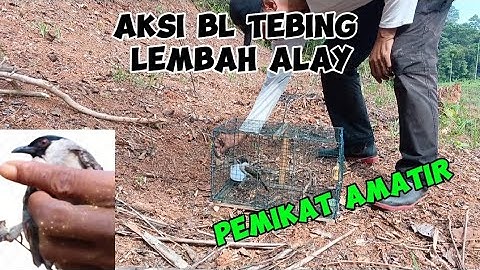 Aksi raja kutilang liar penguasa tebing. Mikat burung kutilang