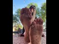 Dirty Goth Girl Soles Feet Dirtyfeet Soles Joi Toes 