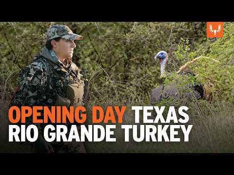 Opening Day Gobblers | Texas Rio Grande Turkey