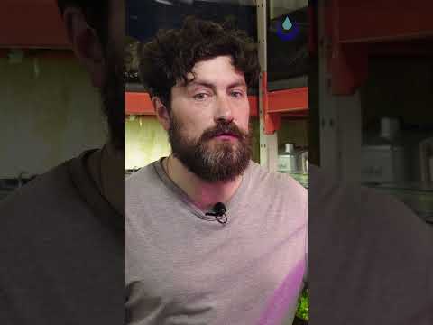 🐠Дезинфекция аквариума с помощью 💧перекиси водорода!