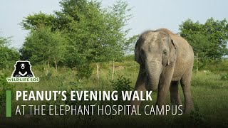 Peanut's Evening Walk At The Elephant Hospital Campus