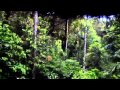 Canopy in Costa Rica