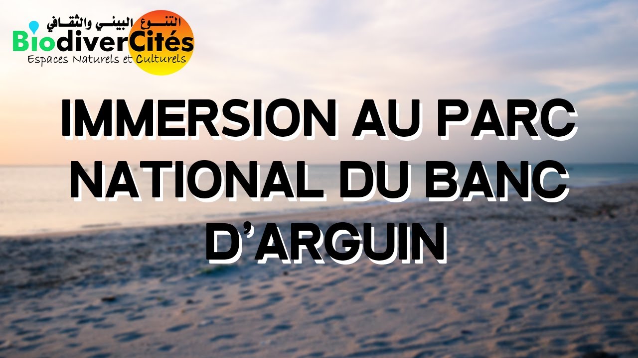 Immersion au Parc National du Banc d'Arguin.