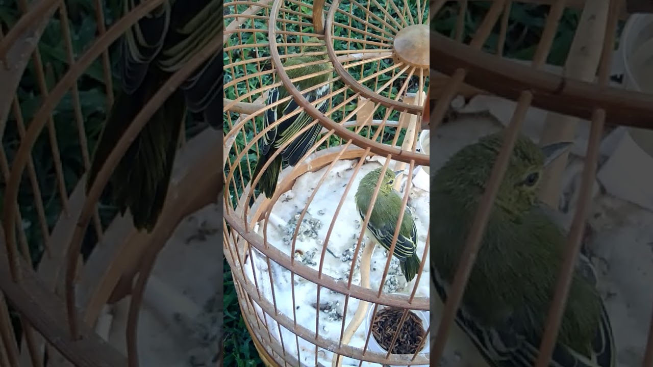 Cách nhận biết chim huýt cô trống mái,chim non và chim bổi