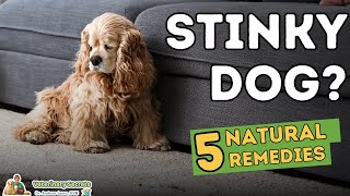 Stinky Dog? 5 Home Remedies That Work!