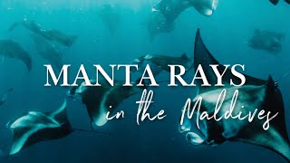 MANTA RAY SNORKELING HANIFARU BAY MALDIVES 🌏 : Best Spot in the World to Swim with Manta Rays 🤩 (4K)