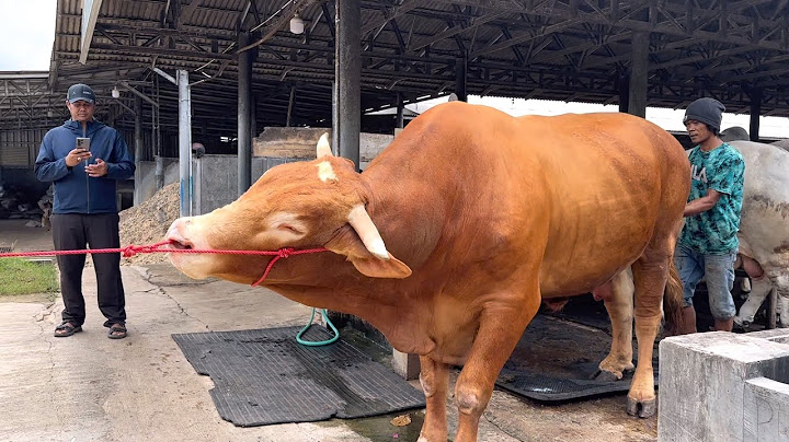 BERBURU SAPI QURBAN DI LAMPUNG,Setia farm borong sapi disini 🔥