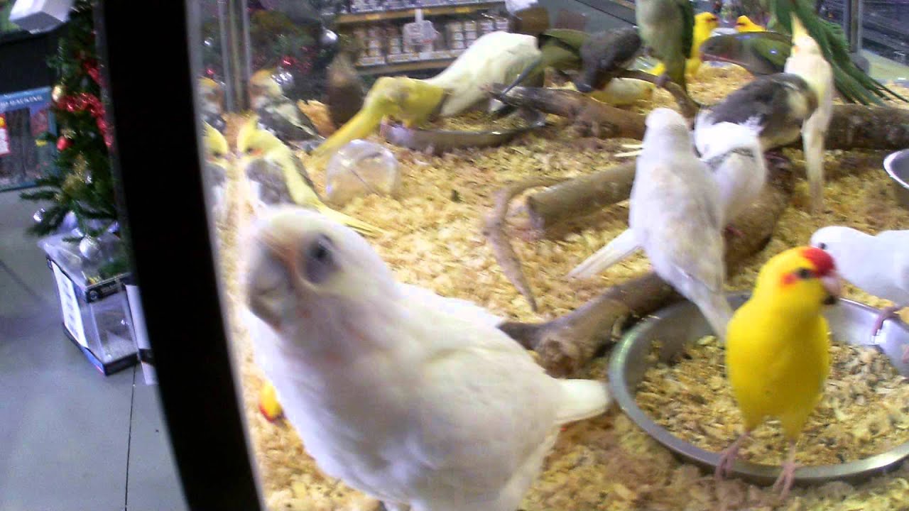 miks pet barn forster YouTube