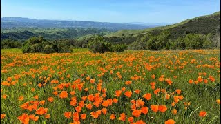 Mt. Diablo State Park, Walnut Creek CA 4/28/2024