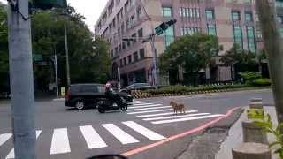 Dog Crossing Road In Taiwan
